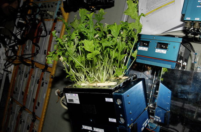 Orbital Farming: Space Station Greenhouse Bears Fruit (Photo)